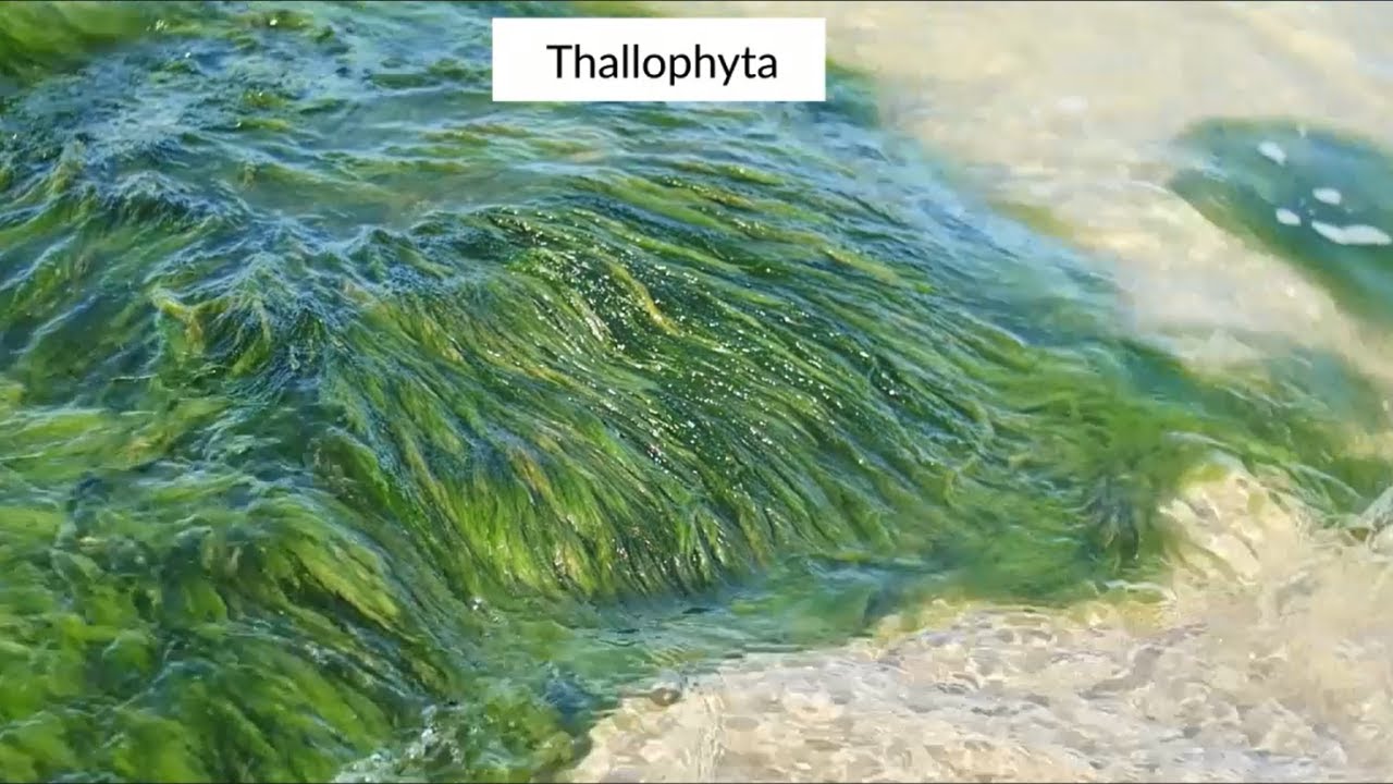 Class 9 - Biology - Diversity in Living Organisms - THALLOPHYTA