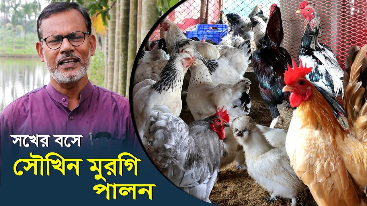 1082-সখের বসে সৌখিন মুরগী পালন,গোল্ডেন হ্যাসারী নাটোর - র.ই মানিক চিত্রপুরী Chitrapuri Krishichitra