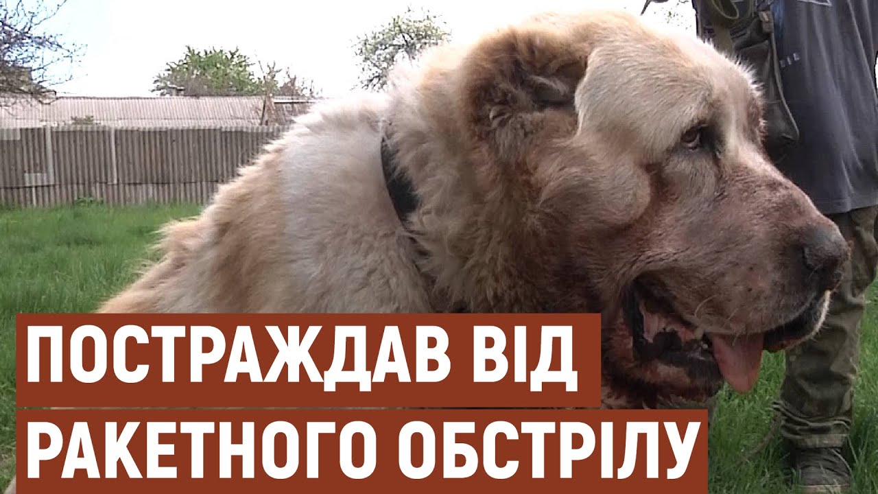 У Запоріжжі волонтери лікують собаку, який постраждав внаслідок ракетного удару | Новини