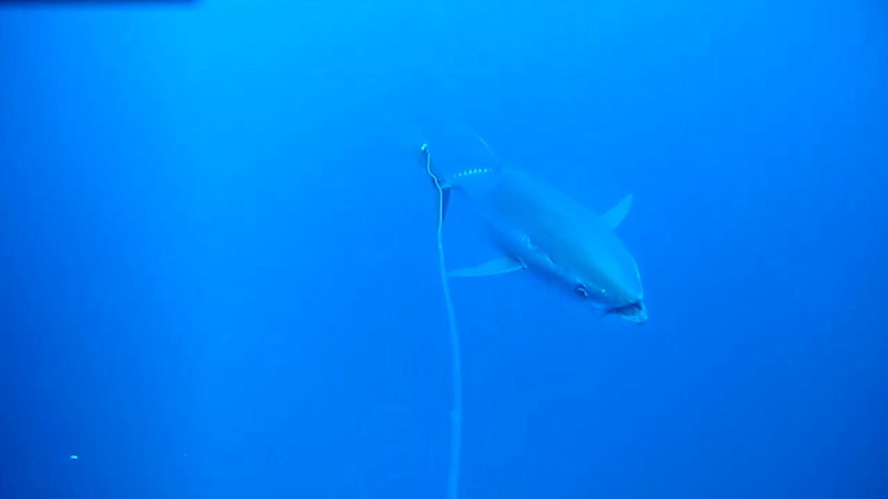 Spydro BIG TUNA | raw video