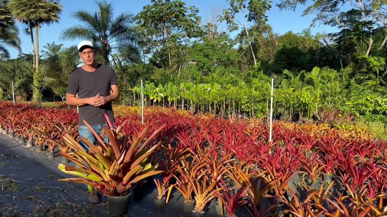 Aechmea blanchetiana - Bromélia Porto Seguro Laranja