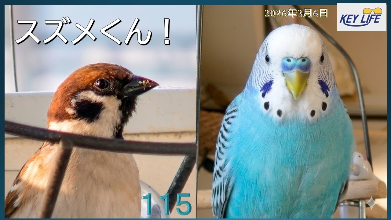 セキセイインコとの暮らし（115）スズメくん！！