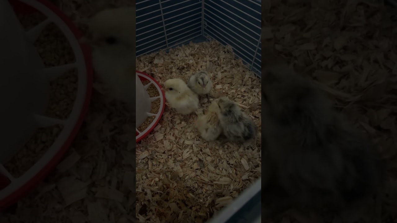 Brooder Room Quick Tour!