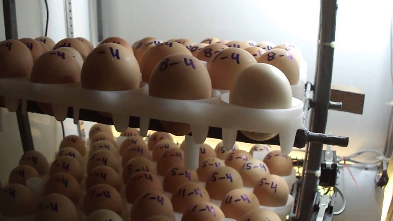 ZELFGEMAAKTE BROEDMASCHINE