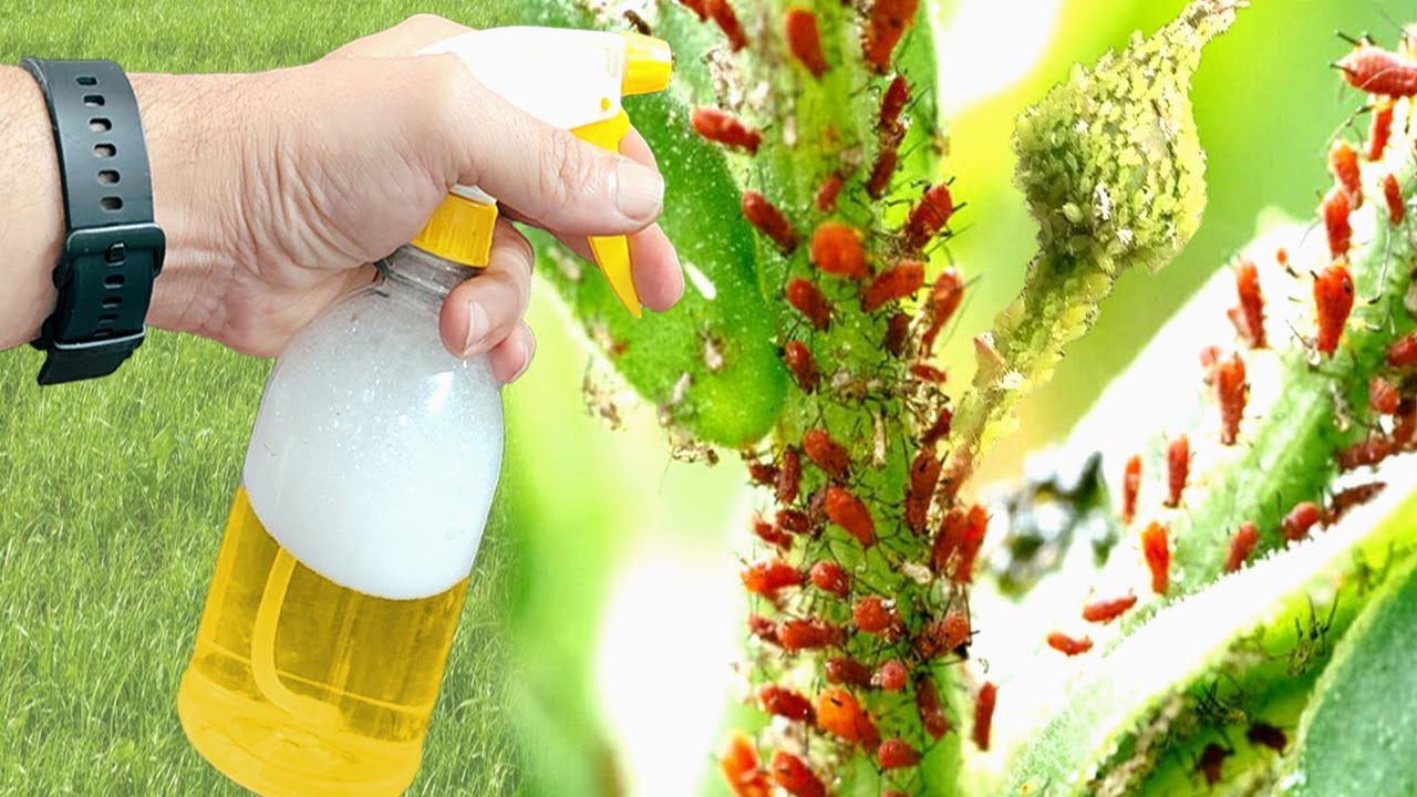 ZABIJA WSZYSTKO W 10 SEKUND! Najsilniejszy organiczny środek owadob&oacute;jczy na rynku!