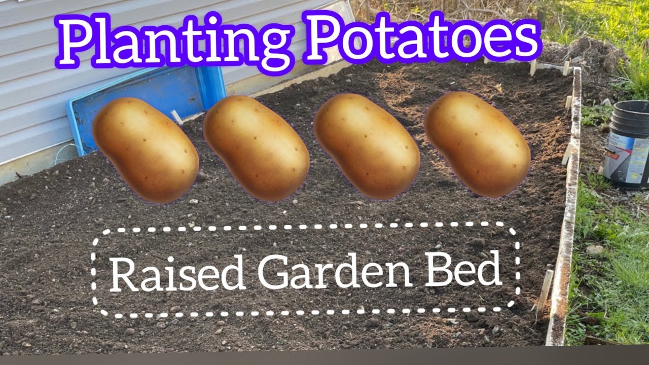 Planting Potatoes in a Raised Garden Bed  #potato  #raisedbeds #backyardgardening #newfoundland