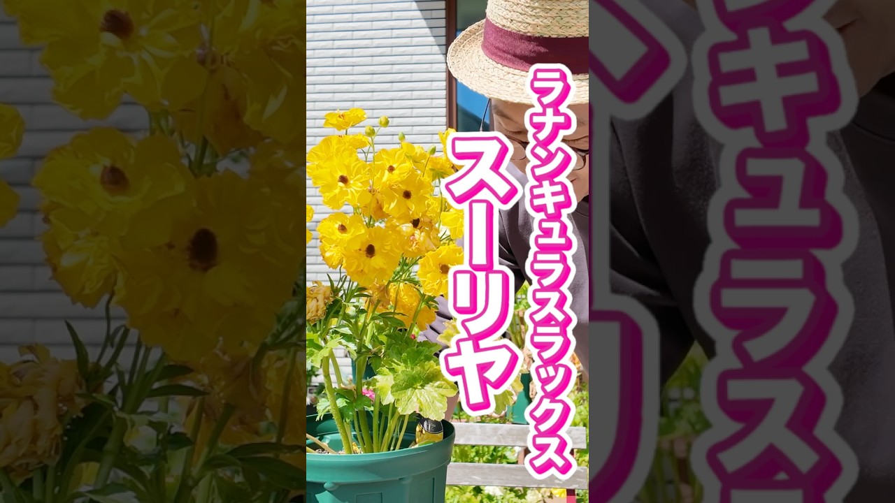 スーリヤは太陽#ラナンキュラスラックス #園芸 #農業 #ガーデニング