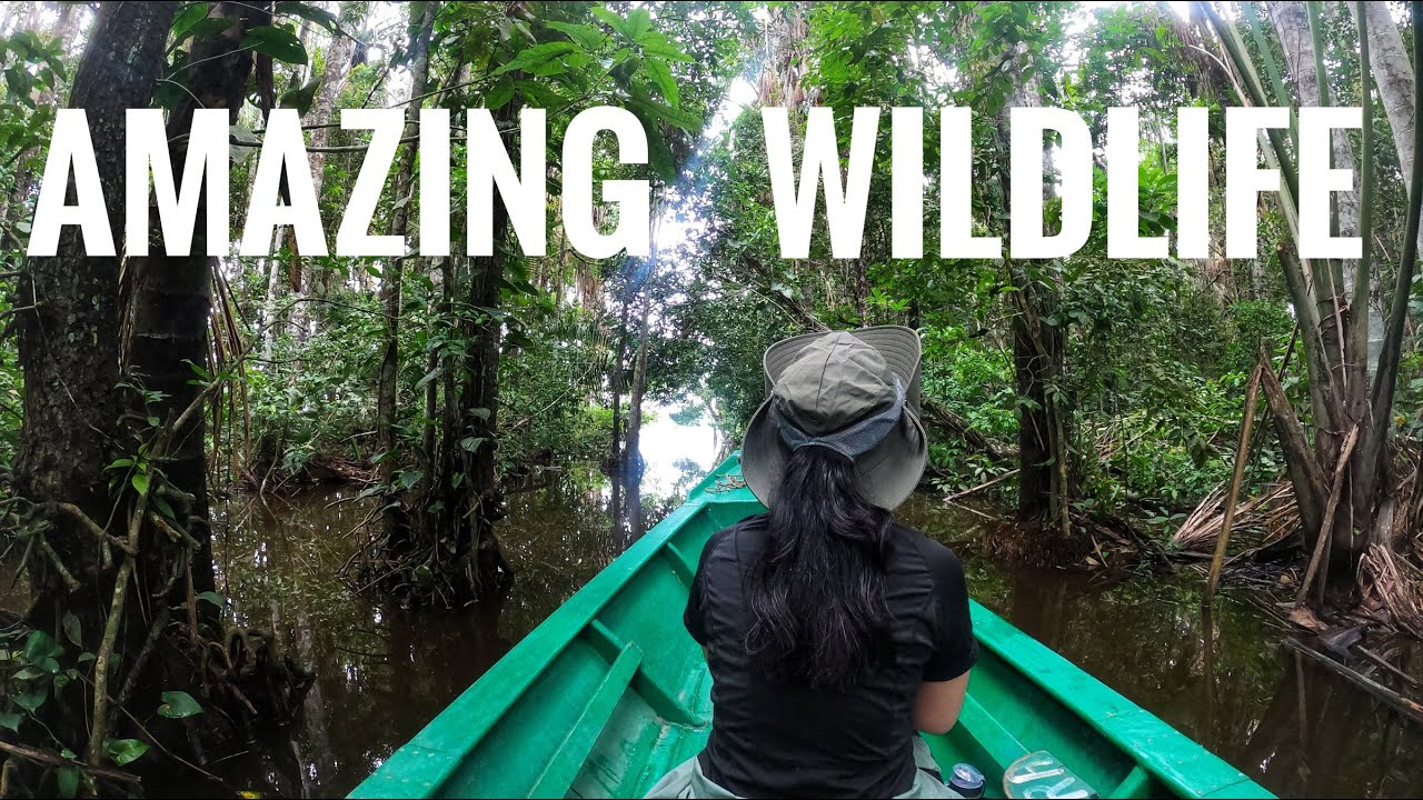 Peru Vlog Part 1: Meeting the amazing amazon wildlife | Puerto Maldonado, Peru 🇵🇪