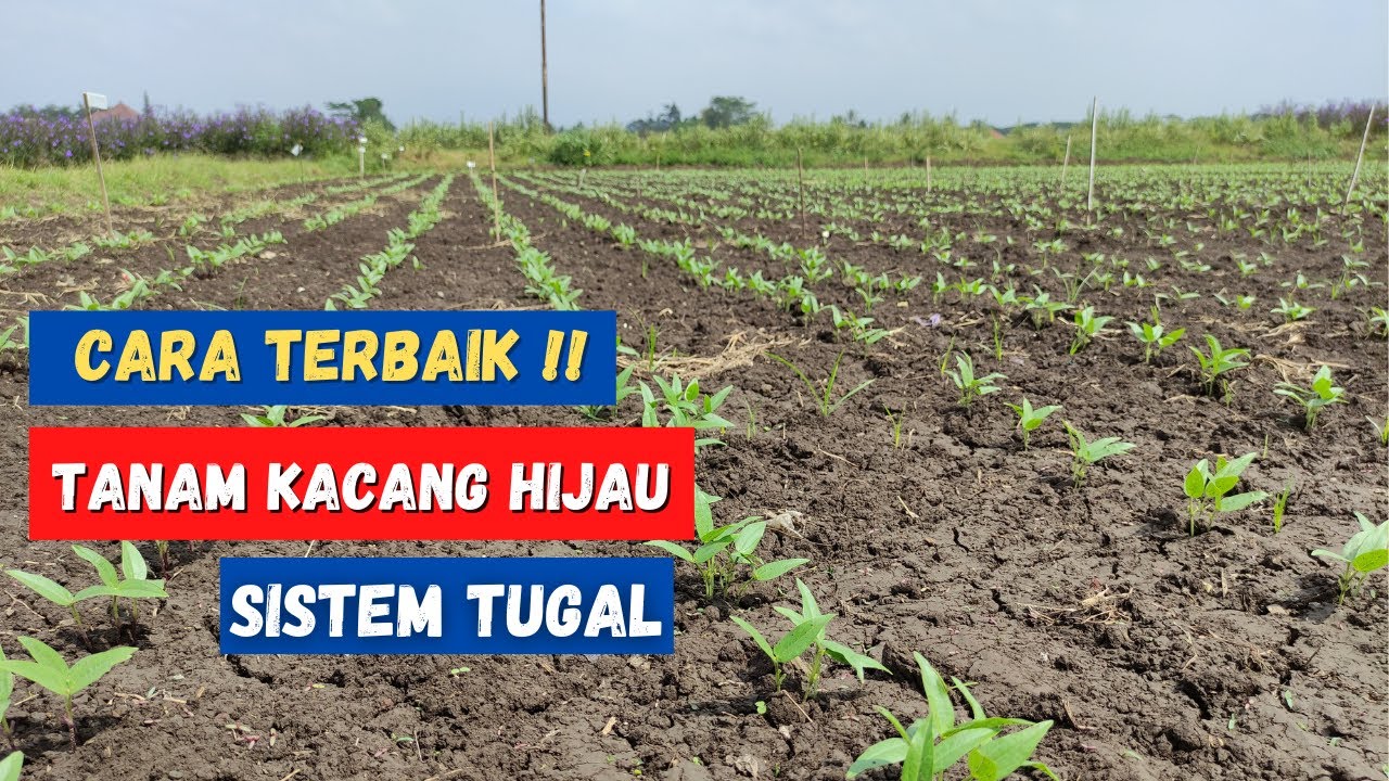 Cara menanam kacang hijau sistem tugal || Budidaya kacang hijau