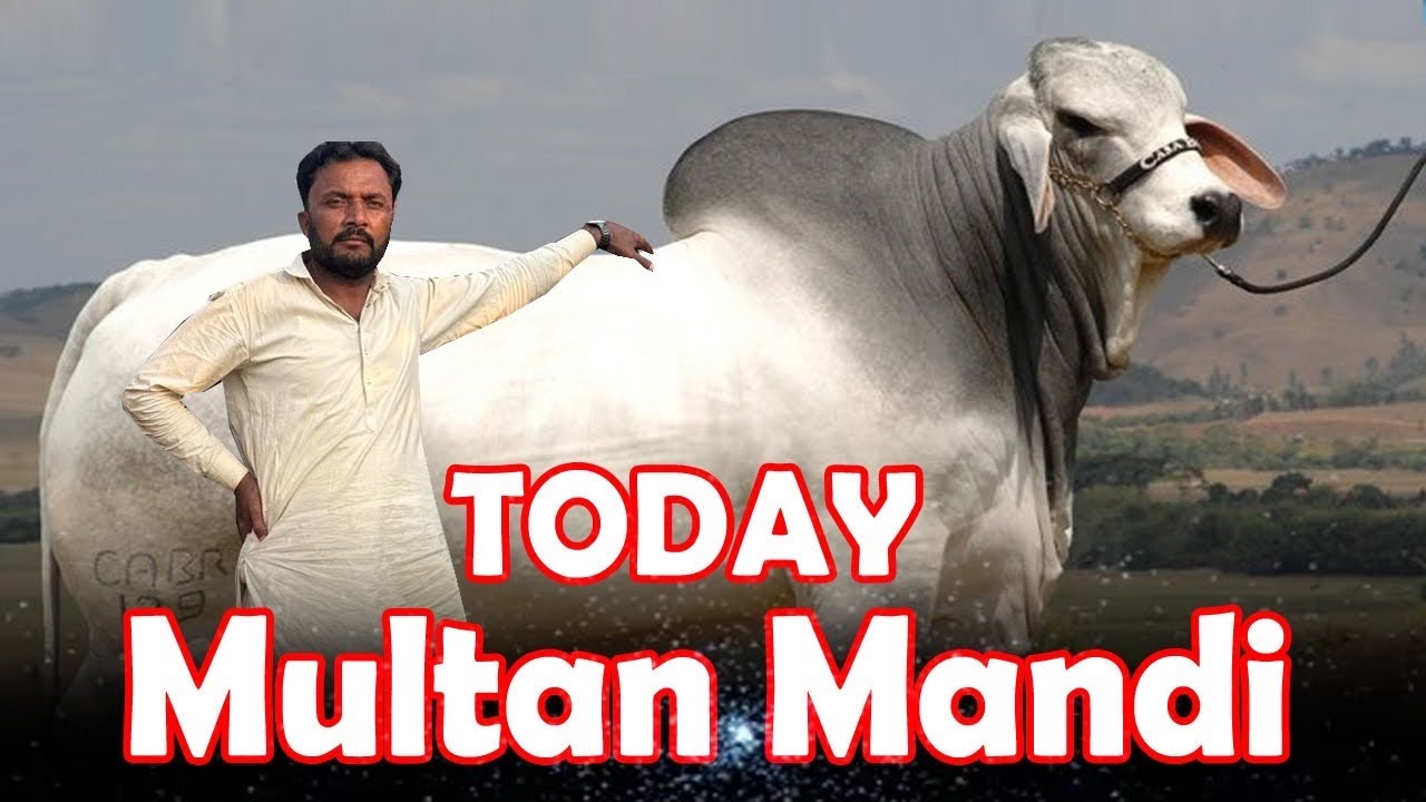 Ajj Multan Mandi Mein Kya Howa - Mahar Hashim- Aman Cattle Farm Kahror Pakka 