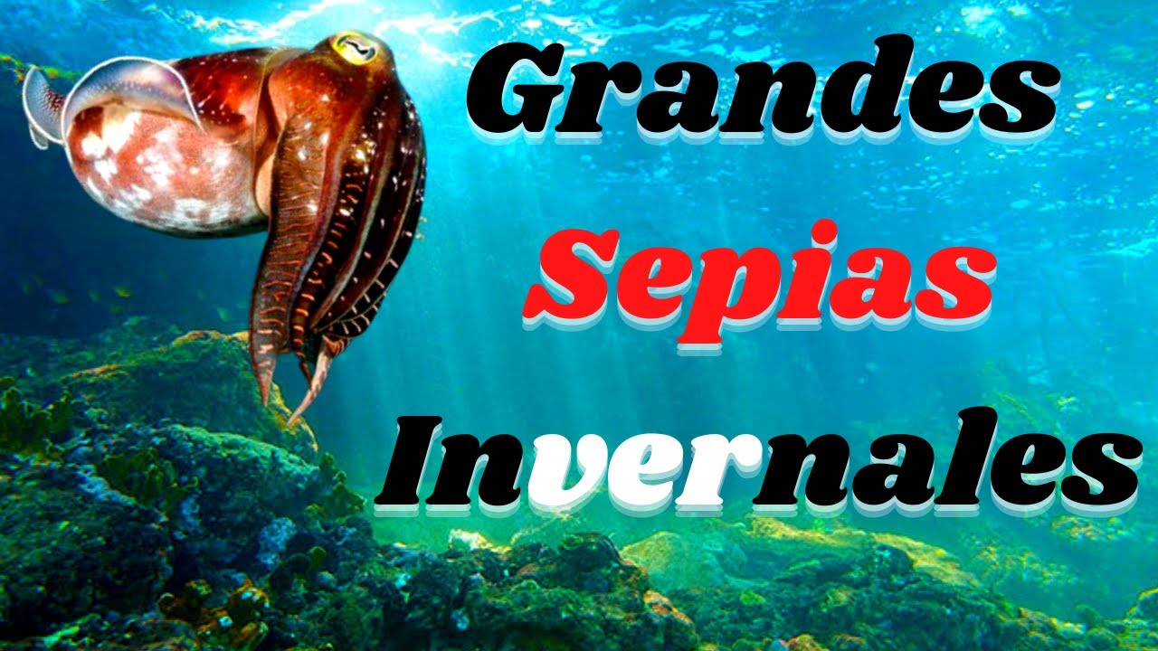 PESCANDO SEPIAS GRANDES INVERNALES con EQUIPO LIGERO🦑🦑