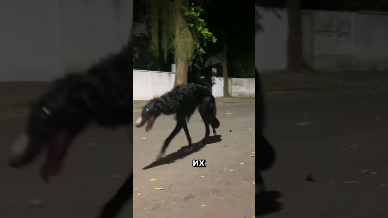 Скинволкеры существуют? 🤯 #скинволкер