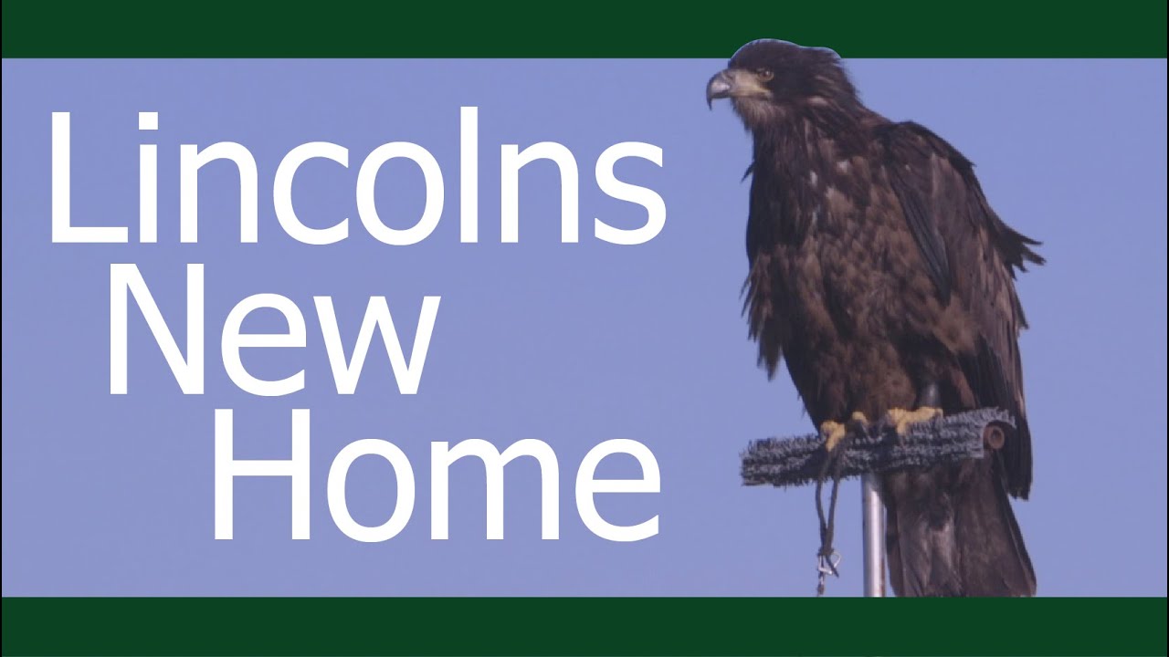 Building an Aviary for my Bald Eagle