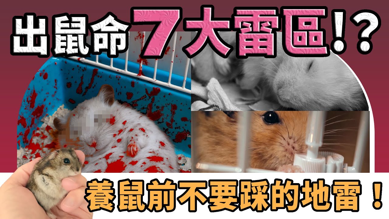 【不踩雷養鼠攻略】出鼠命的七大雷區？新手飼養倉鼠超容易踩錯的關鍵陷阱！這些事你沒準備就慘了！｜愛鼠協會