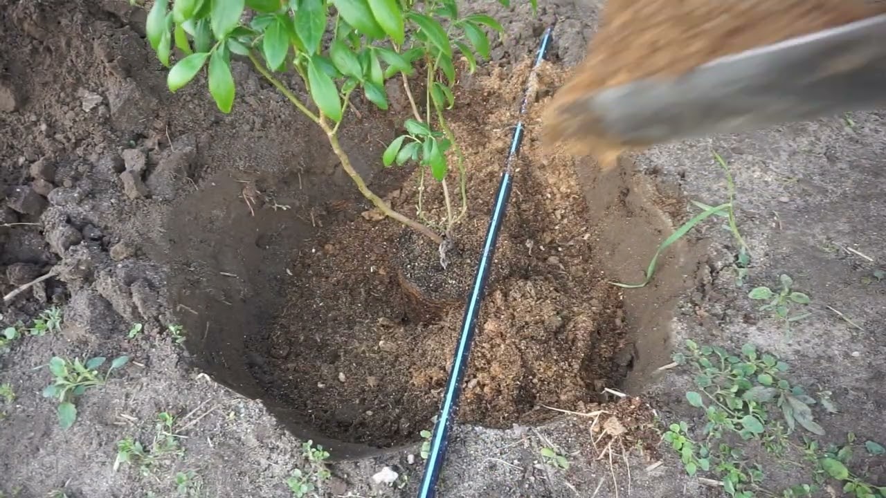 Sadzenie Borówki, Jak Sadzić Borówki Cz1, Torf i Trocina, #BorówkaPolska