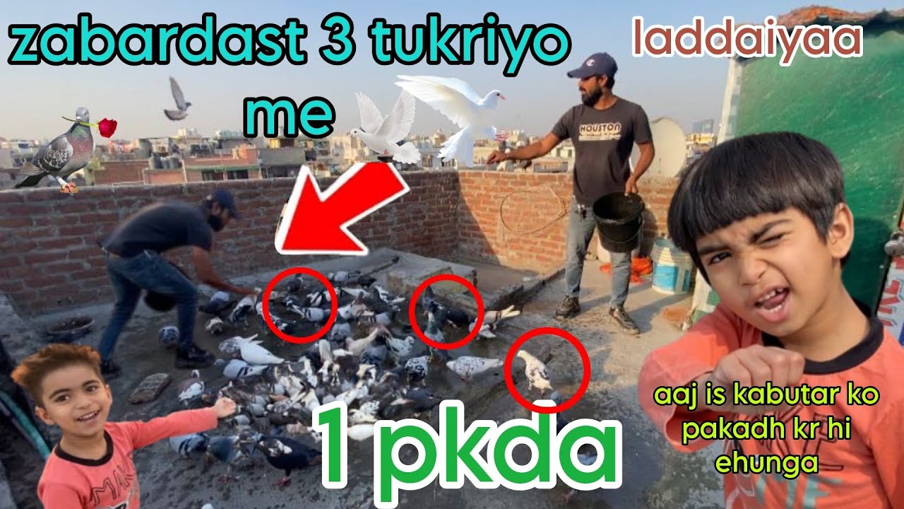 1 kabutar pakda white pathet zohan bhai ka shok@sahilkhanvlogDelhi pigeon love
