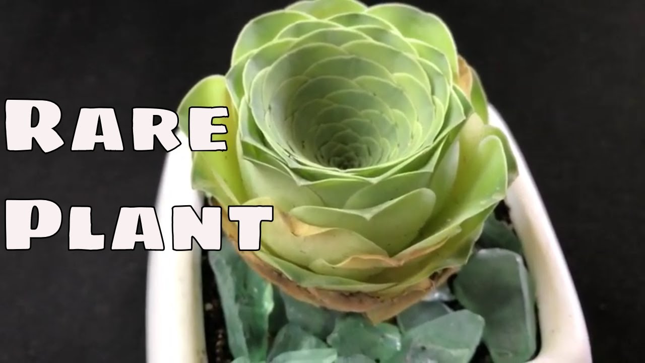 🌴 Rare Greenovia Diplocycla Gomera Plant 🌴 Mountain rose 🌴 Aeonium Succulent Houseplant