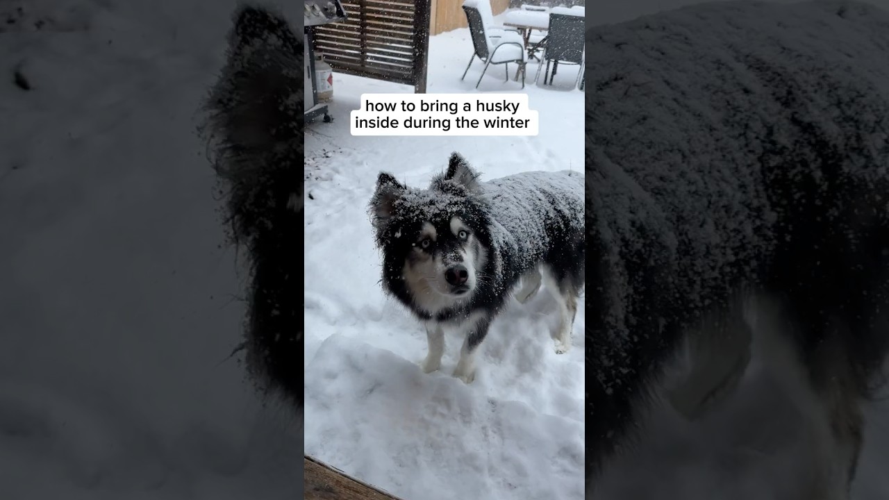 Кто-нибудь знает, как завести хаски в дом зимой #Husky #DogVideos ￼