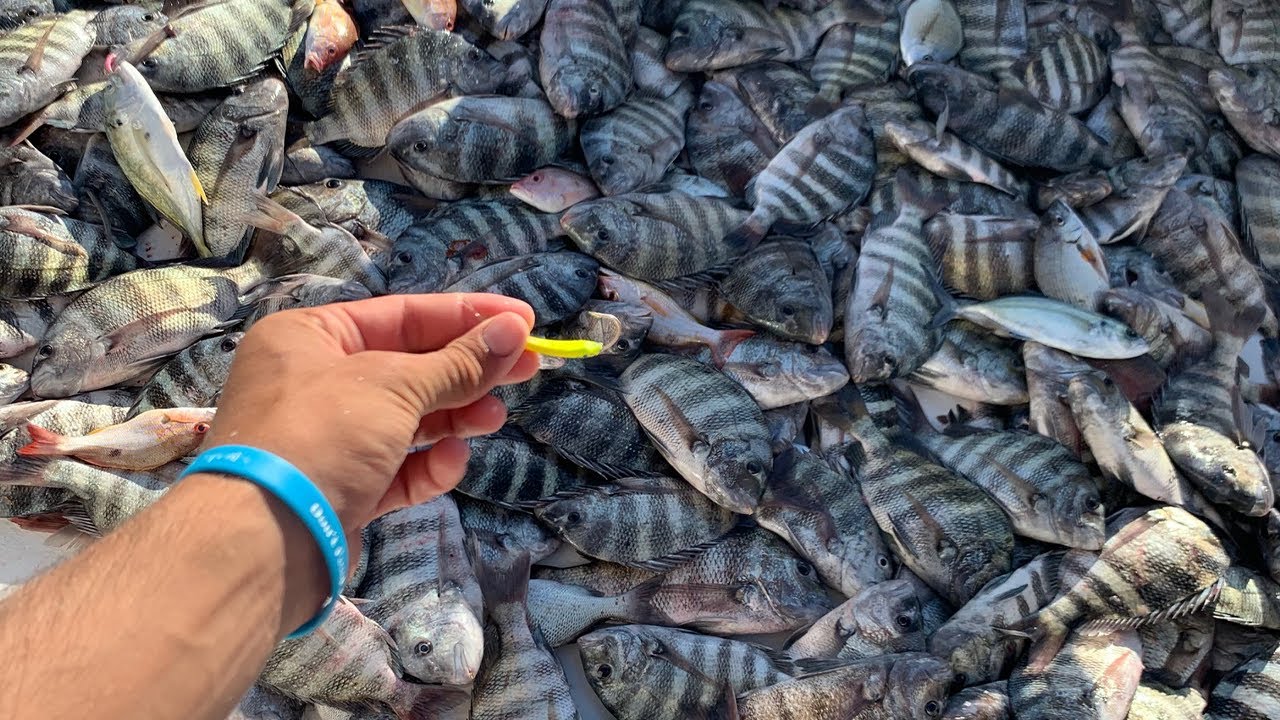 WE BROKE A WORLD RECORD!!!? Catching 1000 LBS of Sheepshead