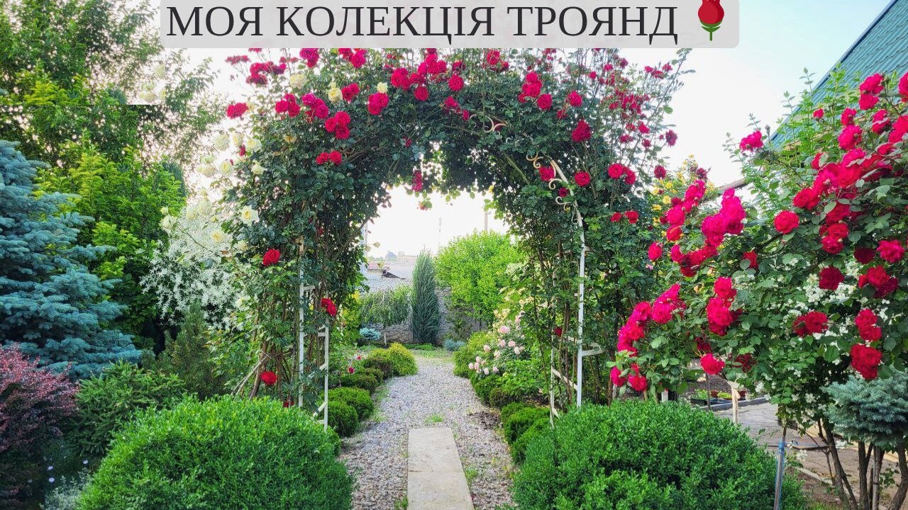 Троянди мого саду 🌹 Моя улюблена колекція