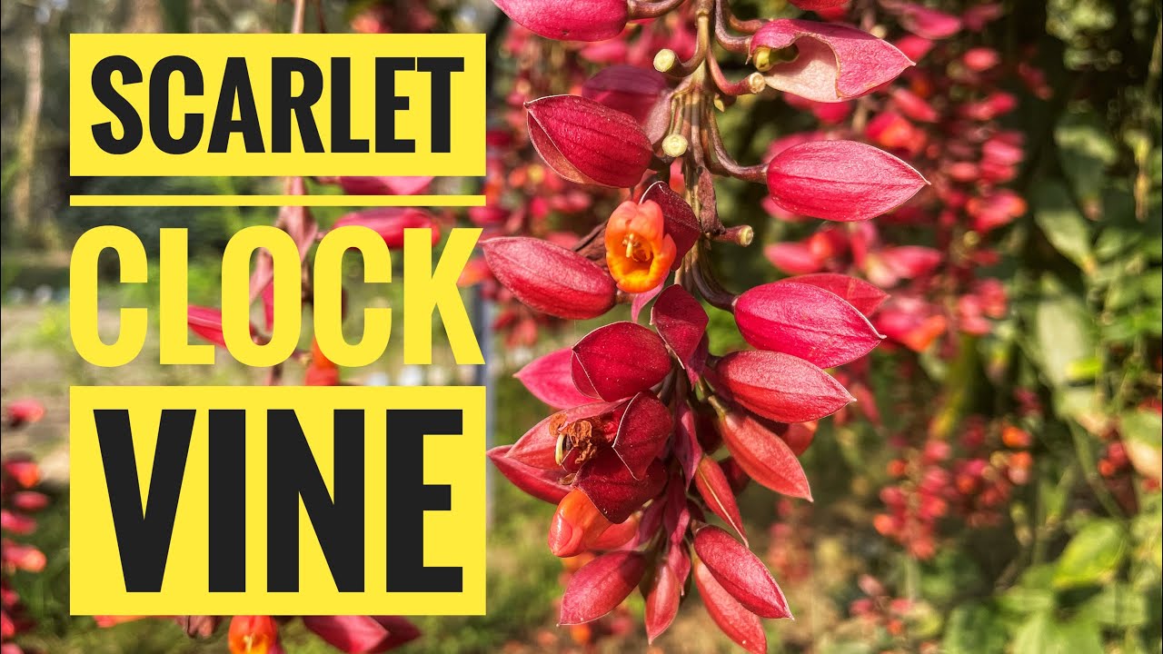 Thunbergia Coccinea, popularly known as the Scarlet Clock Vine@CRAARTS
