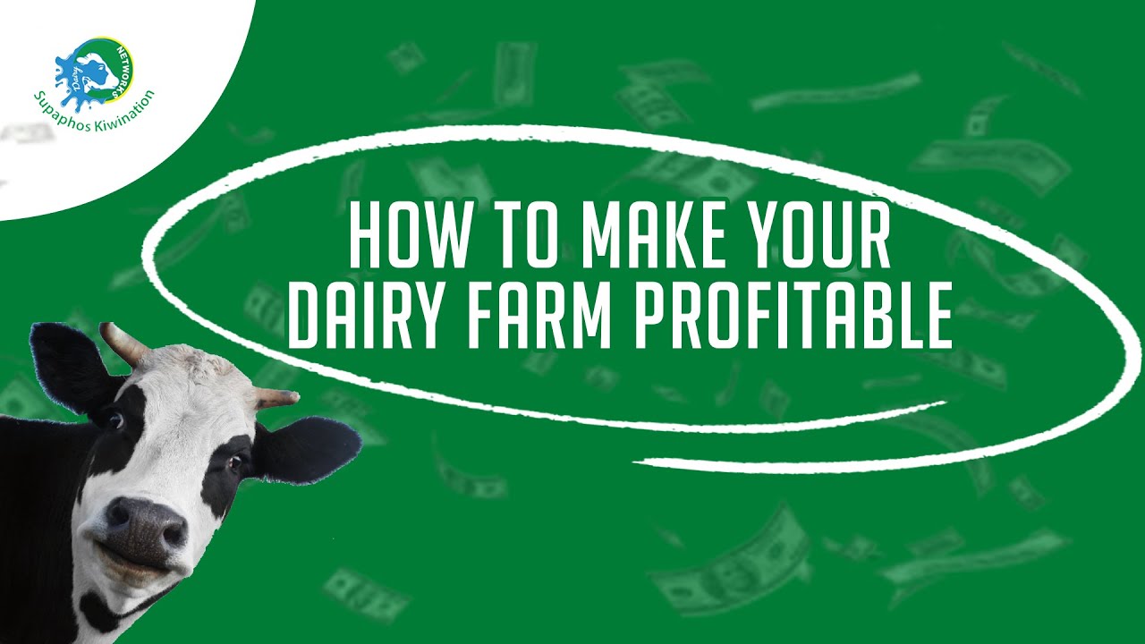 I have seen the light and would now never quit dairy Farming (Dairy Transformation part 4)