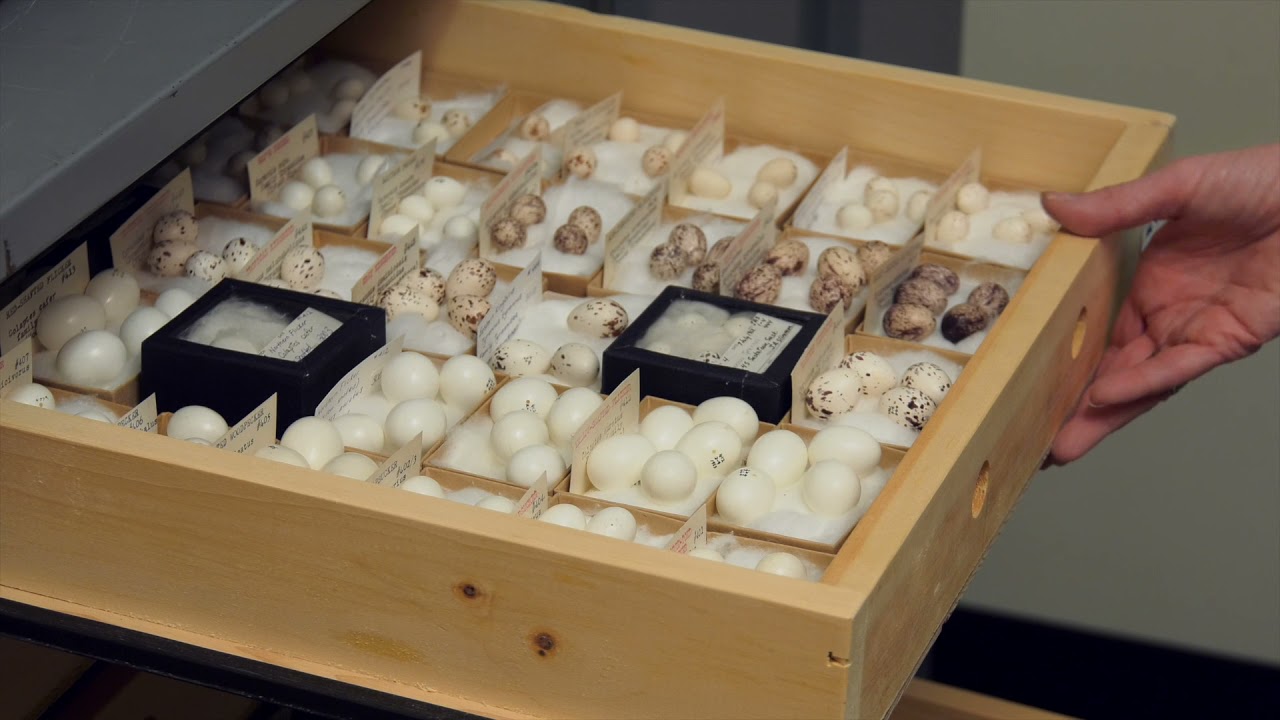 EP03 Bird Eggs