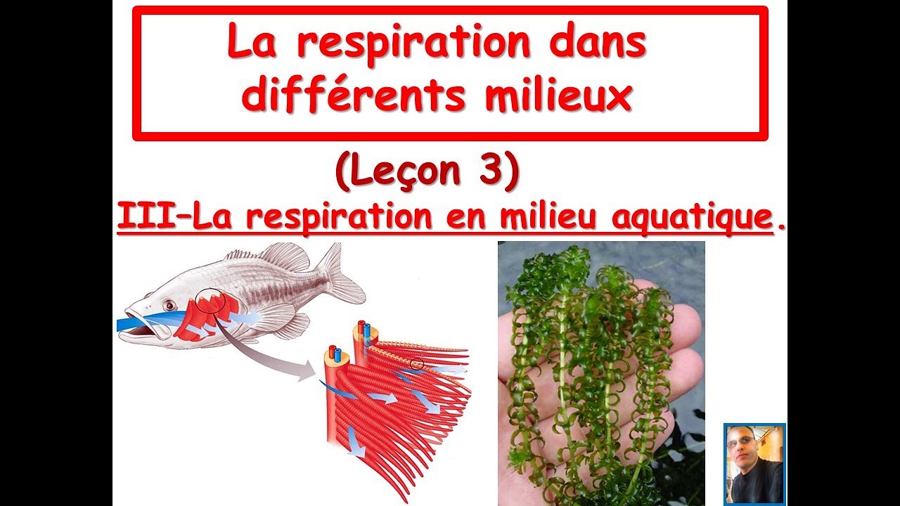 La respiration en milieu aquatique