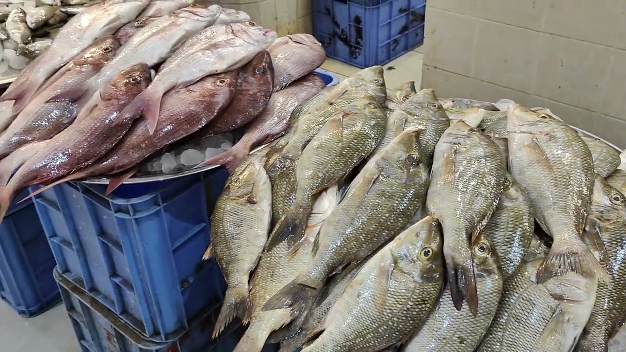Qatif Fish Market Saudi Arabia