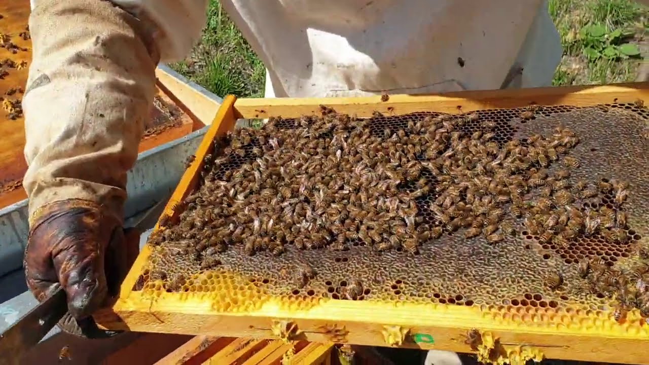 Apicoltura 2020: invernamento, blocco di covata e trattamento antivarroa