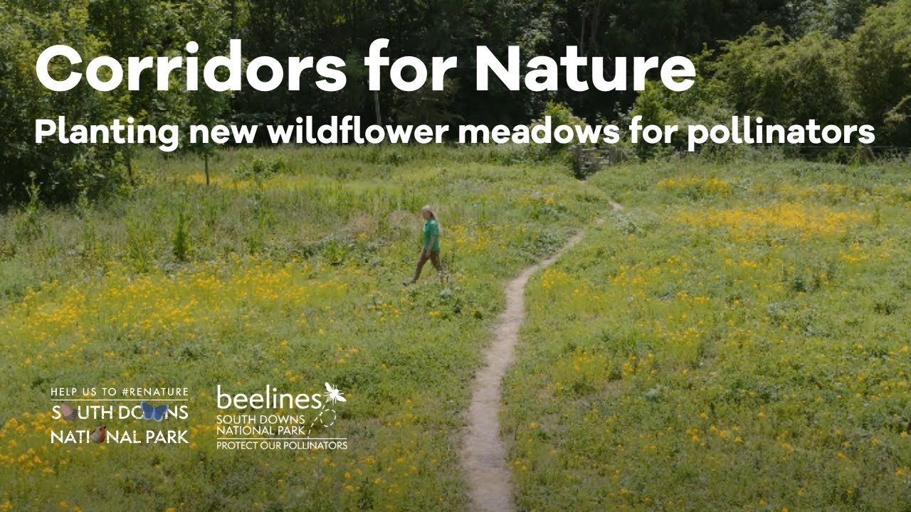 Corridors for nature: planting new wildflower meadows for bees and butterflies in the South Downs