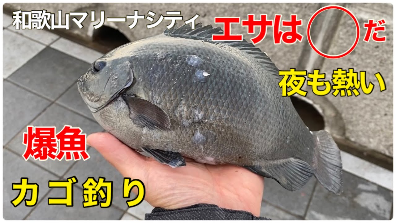 【和歌山マリーナシティ】カゴ釣り&夜釣りも熱い良型爆魚