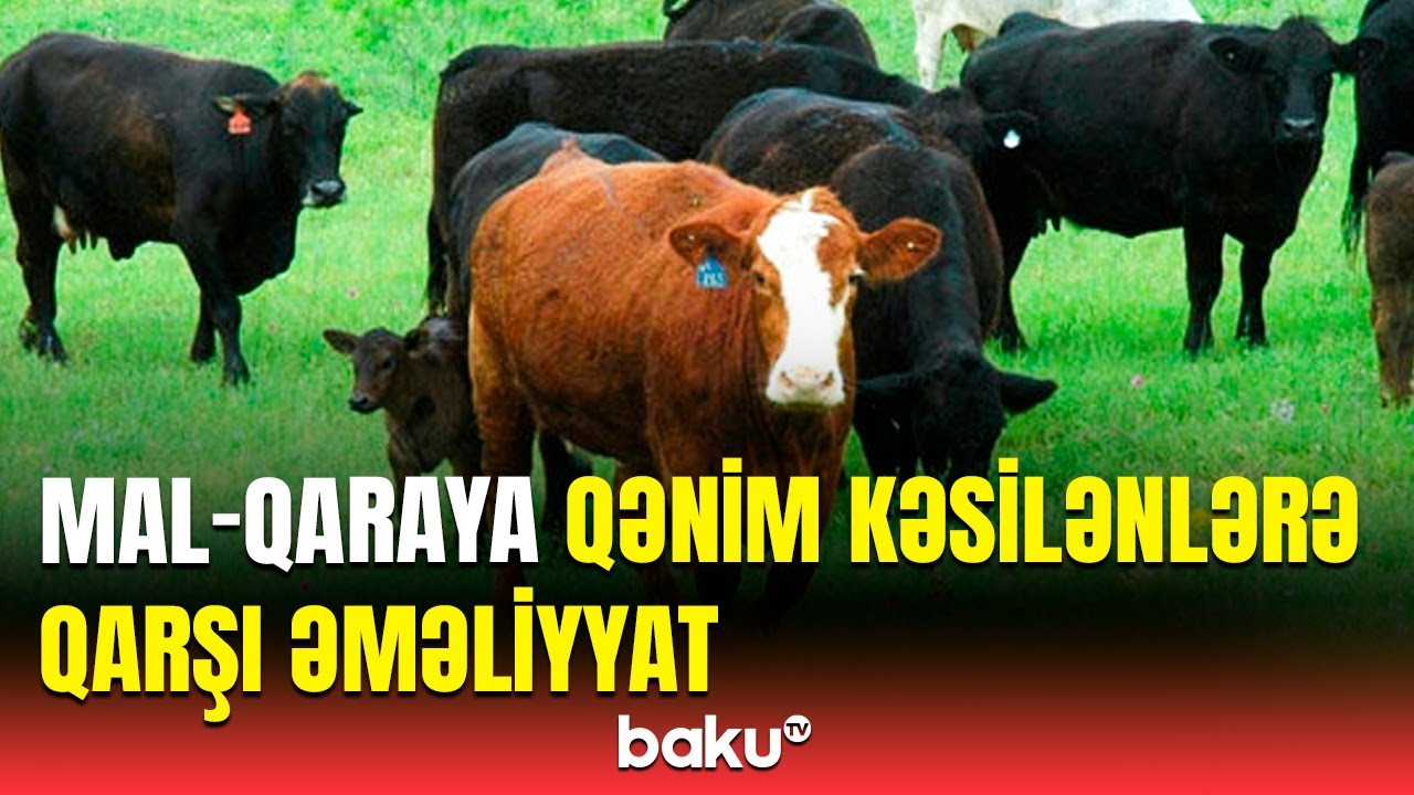 Şəkidə mal-qara oğruları ələ keçdi | "Planları o qururdu, çünki..."