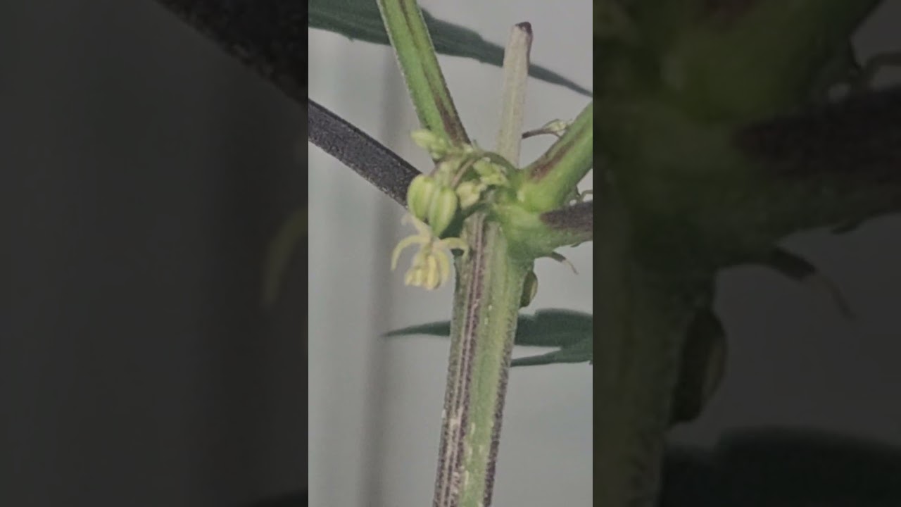 Male cannabis pollen sacks