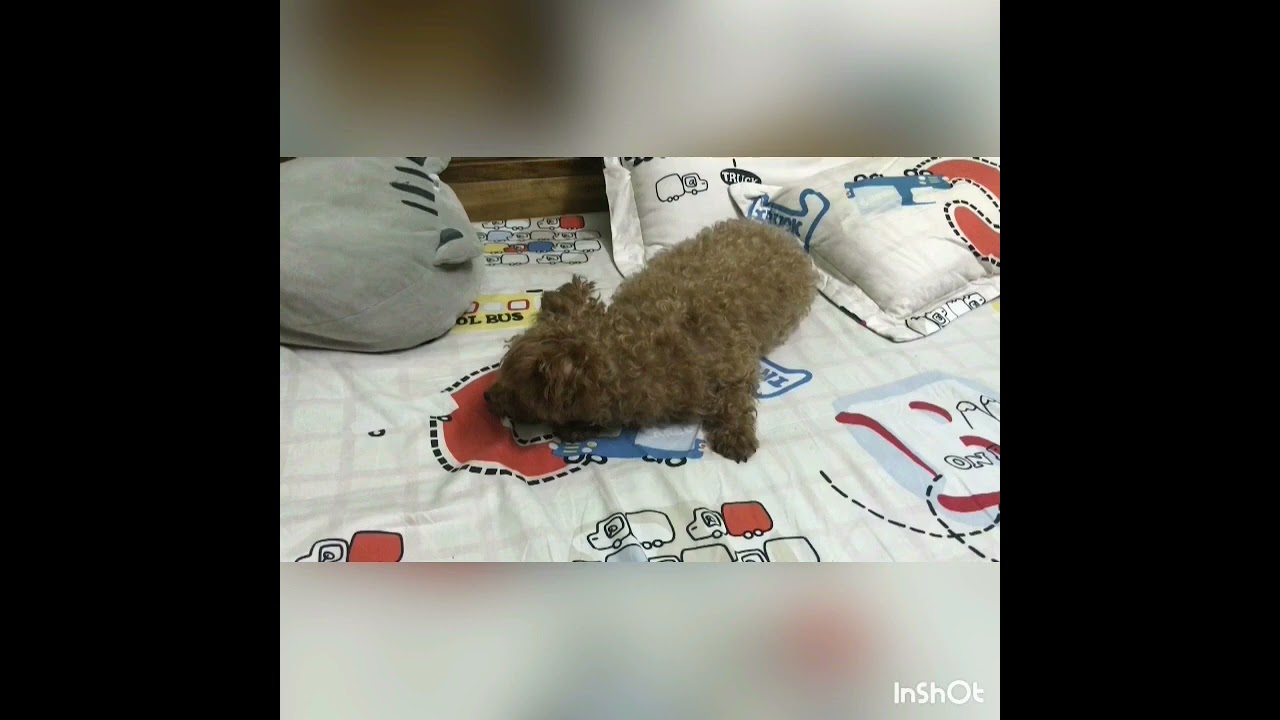 doggo chill - 1 tiếng (lofi chill) nhạc chill học tập dễ ngủ