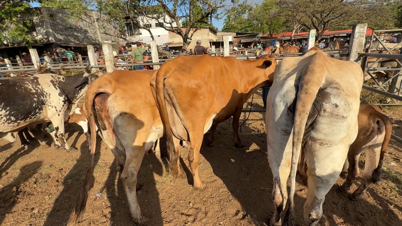 Vacas lecheras de 21 botellas en el Tiangue de nueva Guadalupe