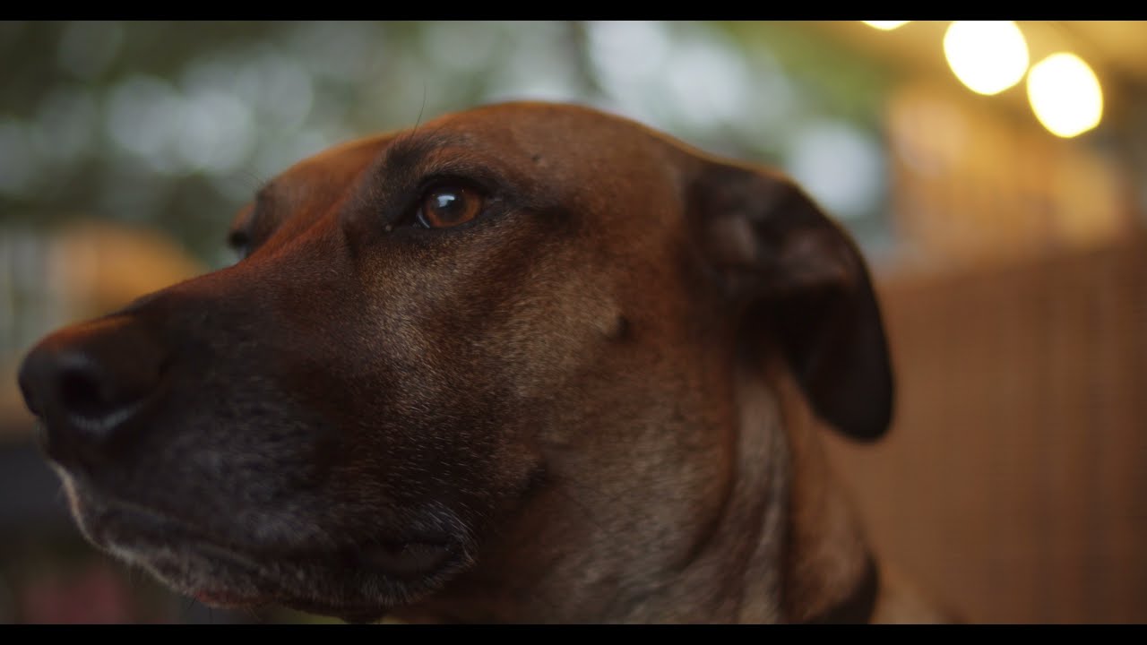 Voigtlander f0.95 25mm | BMPCC4K