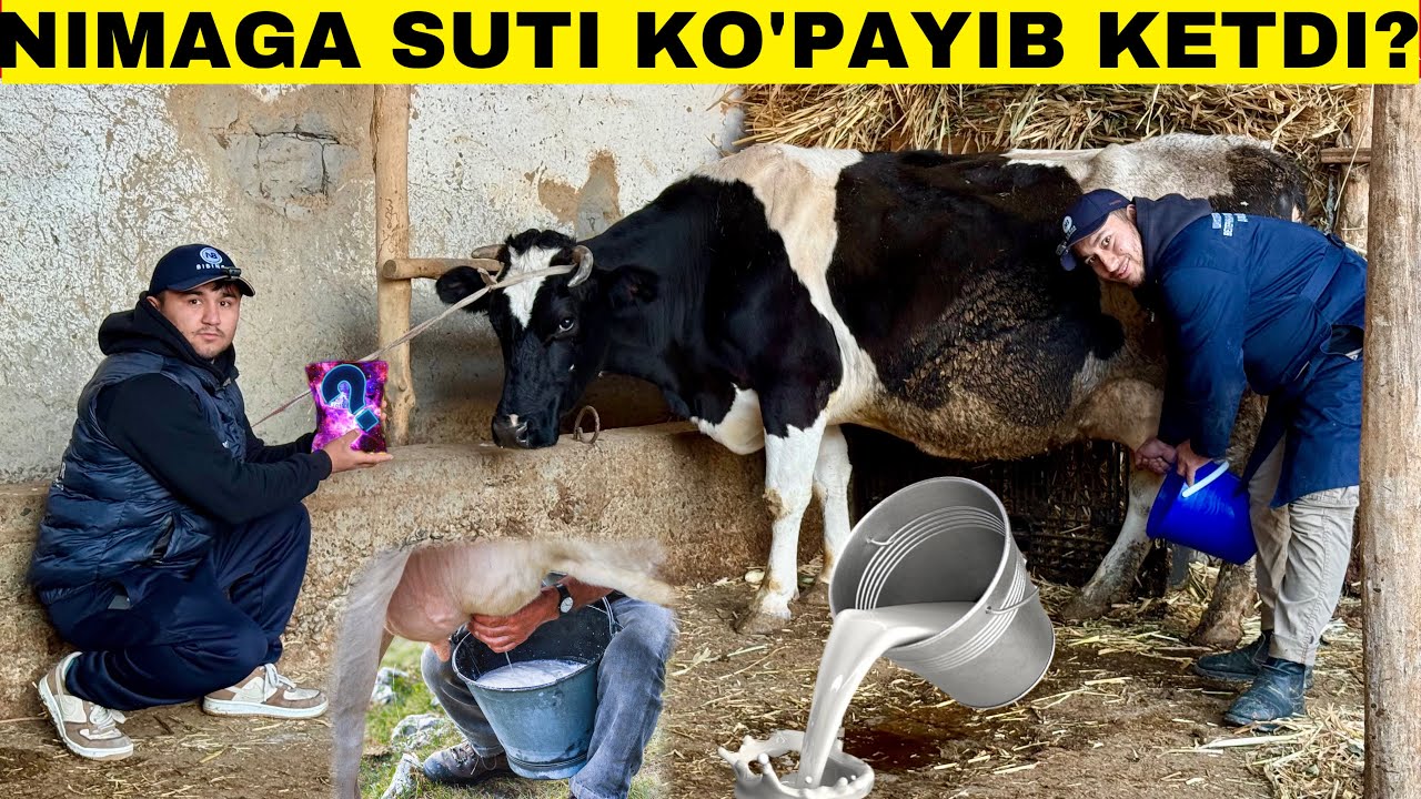 Hamma Sirlar Ochildi Suti Ko’payib Ketgan Sigir.Moli borlar korsin! #2024 #molboqish #molbozori