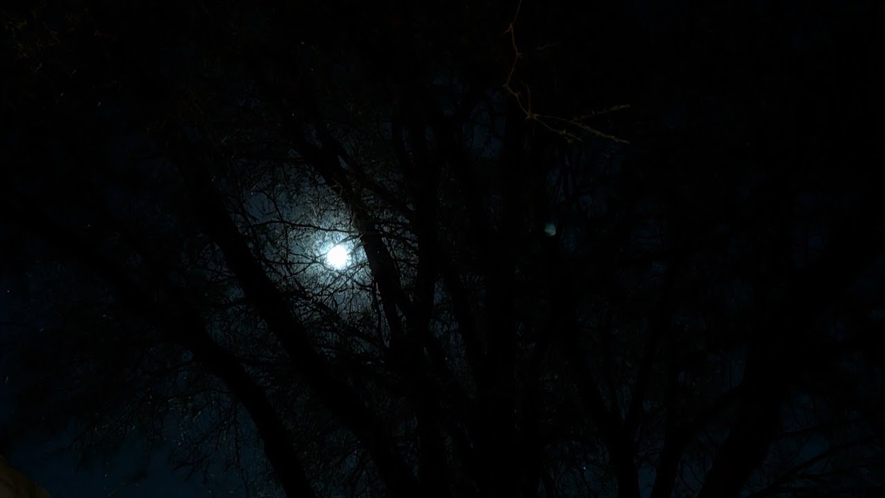 Moonlight Evening