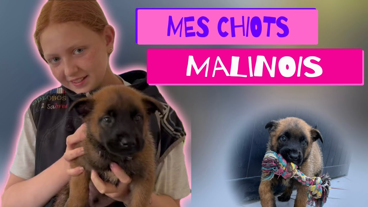 On s&rsquo;occupe un &agrave; un de nos chiots malinois &agrave; 5 semaines