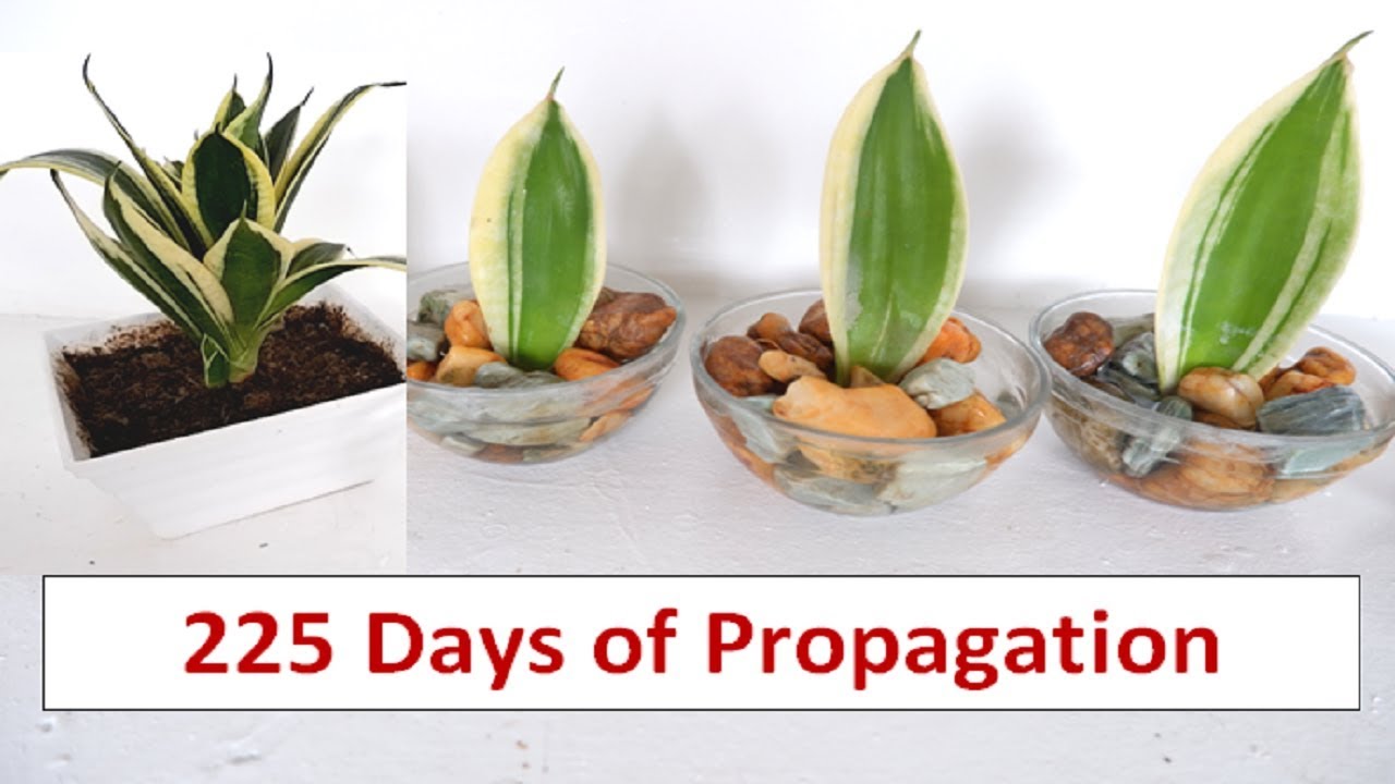 Sansevieria Trifasciata Propagation in Small Bowl of Water (Golden Hahnii Snake Plant)
