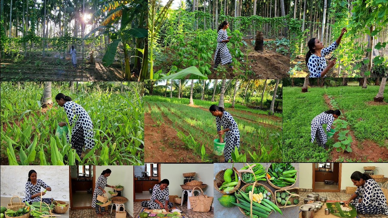 புது தோட்டத்தில் அறுவடை ஆரம்பம்/Morning to evening routine in my New garden/grand healthy lunch menu