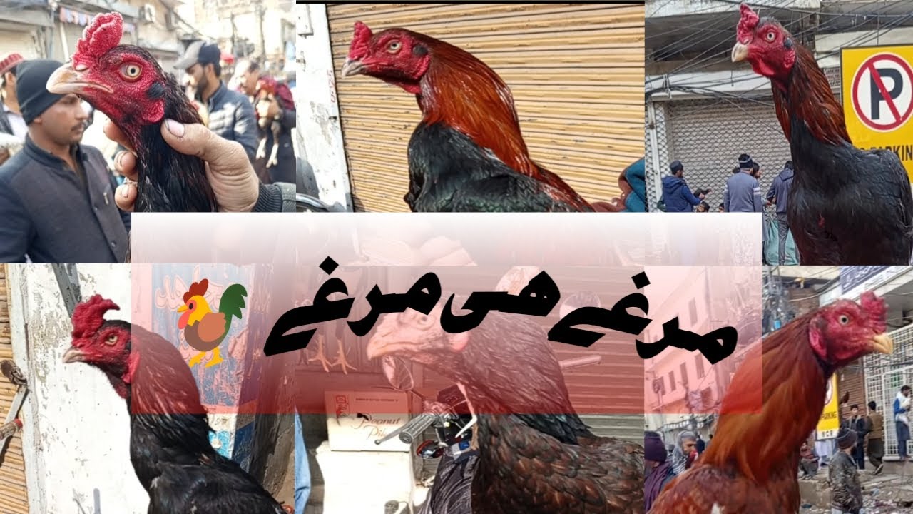 Murgy he murgy😍Murga mandi Vlog#aseellovers #mianwaliaseels #rooster #birds #birdsvlogs 