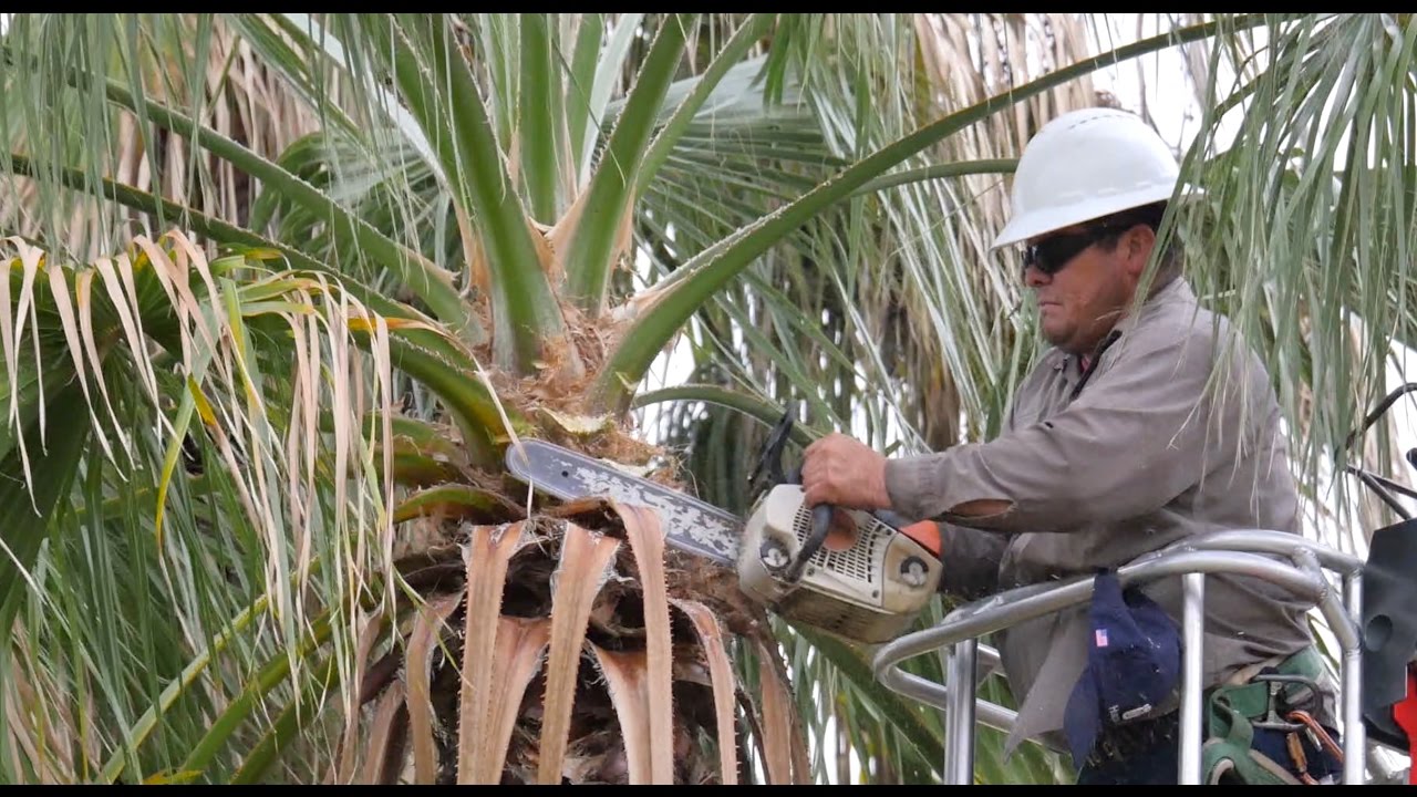 Palm Tree Pruning