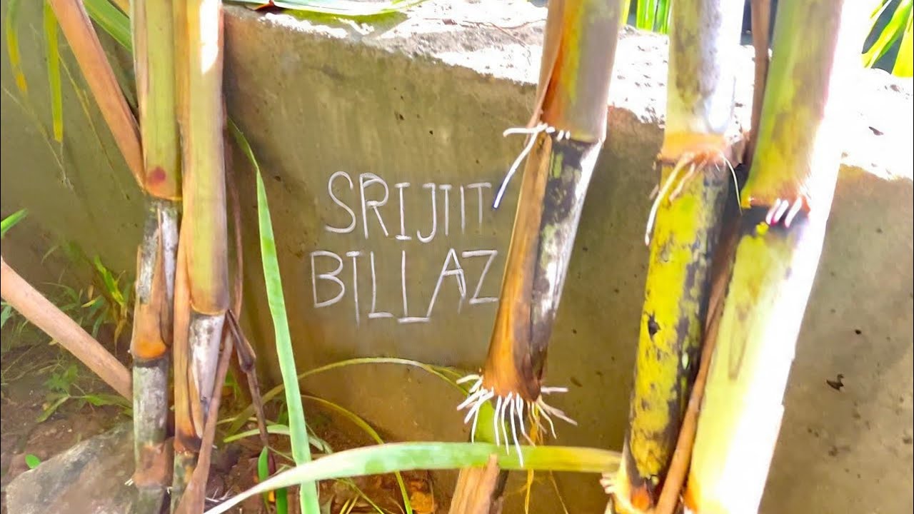 Sugar cane juice - Farming