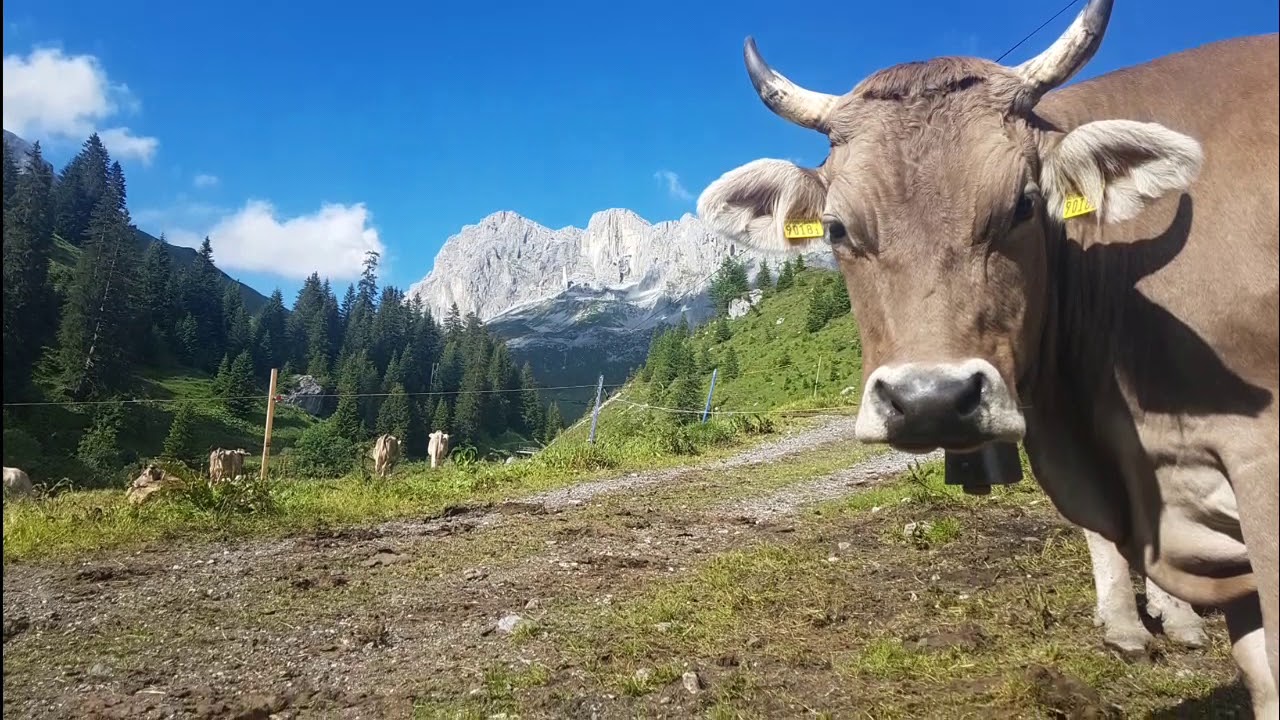 Alp Partnun St. Antönien Sommer 2018