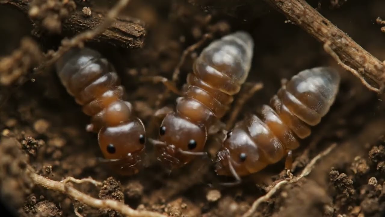 Full video (weaver ant life)