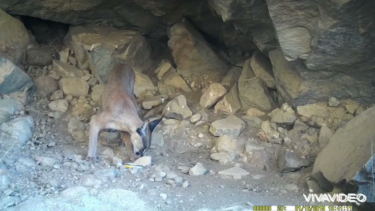 طبيعة جبال السروات المجهولة # الوشق العربي # حيوان الرتم #
