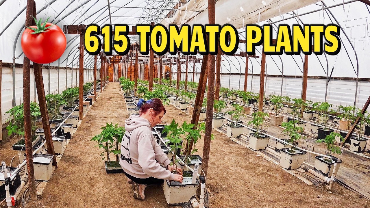 It’s Transplant Day! Greenhouse Tomatoes Go In