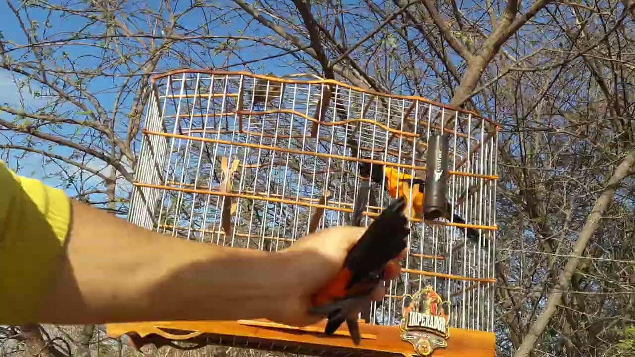 Imperador na pegada livre 